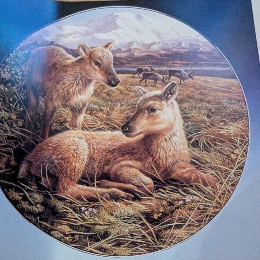 Royal Grafton REINDEER collector plate"Reindeer Young" Polar Wildlife Series